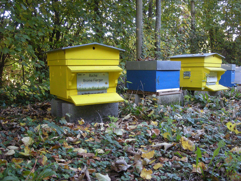 La ruche Brome Fierger